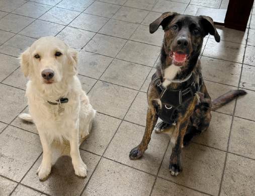 Sophie & Mountain, Paws-itive Energy Team